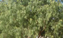 El árbol nativo de Durango cuya leña poco flamable inspiró una canción