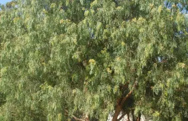 El árbol nativo de Durango cuya leña poco flamable inspiró una canción