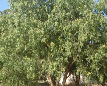 El árbol nativo de Durango cuya leña poco flamable inspiró una canción