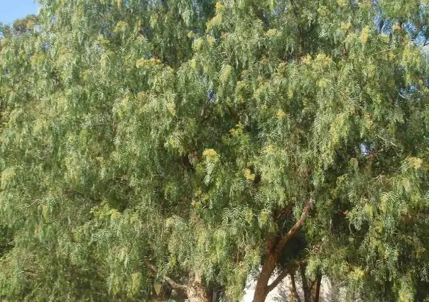 El árbol nativo de Durango cuya leña poco flamable inspiró una canción