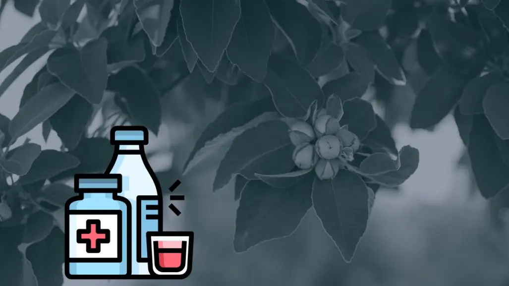 Este árbol nativo de Nuevo León puede crear jarabes caseros