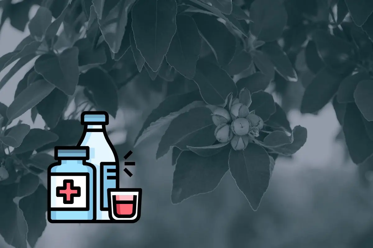 Este árbol nativo de Nuevo León puede utilizarse en jarabes caseros, mejora el aire y aporta beneficios en medicina y ecología. Foto: UANL / CANVA