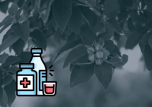 Este árbol nativo de Nuevo León puede crear jarabes caseros