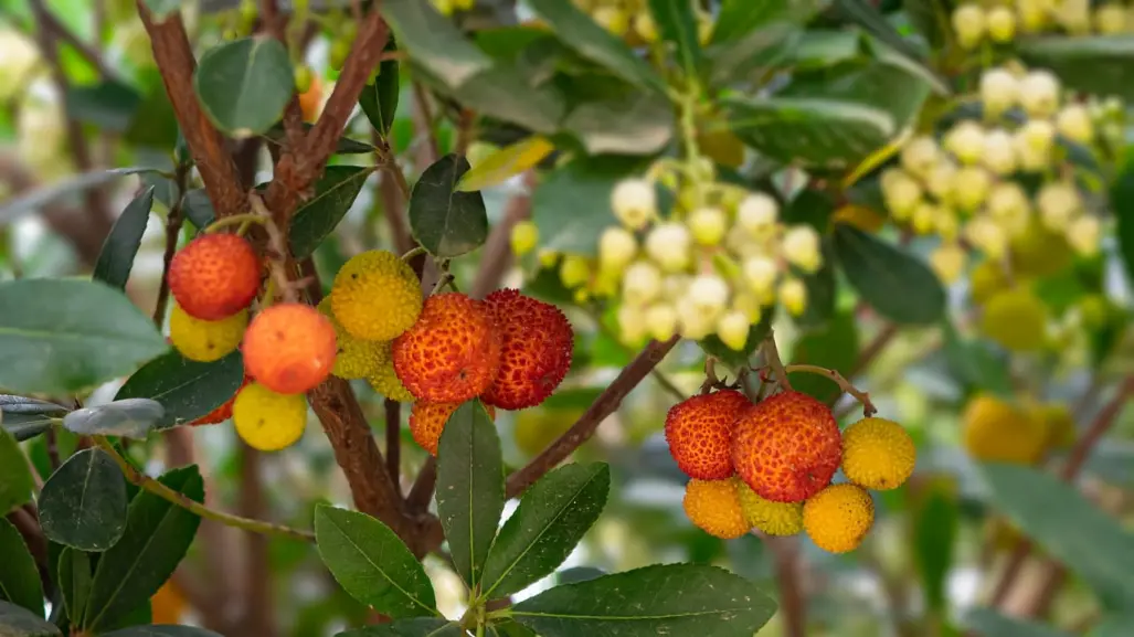 El bosque de Durango y el delicioso fruto silvestre que puedes encontrar en él