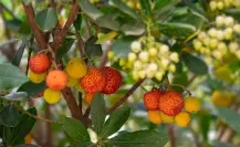 El bosque de Durango y el delicioso fruto silvestre que puedes encontrar en él