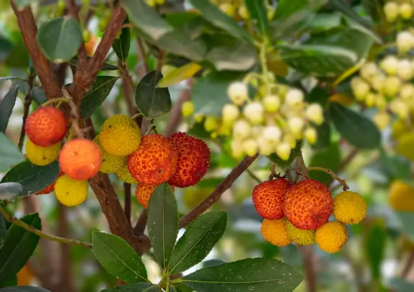 El bosque de Durango y el delicioso fruto silvestre que puedes encontrar en él
