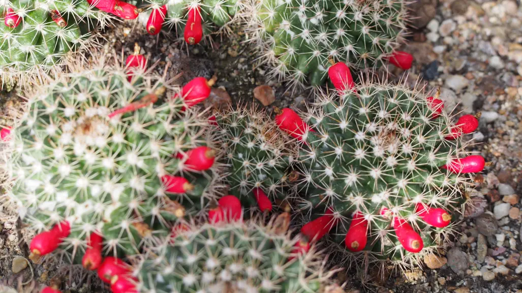El cactus de Durango que produce chiles dulces y es una especie protegida