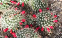 El cactus de Durango que produce chiles dulces y es una especie protegida