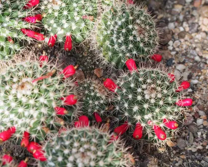 El cactus de Durango que produce chiles dulces y es una especie protegida