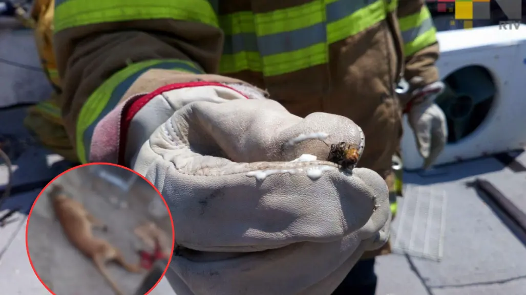 Muere "lomito" al ser atacado por colmena de abejas; autoridades alertan por enjambres