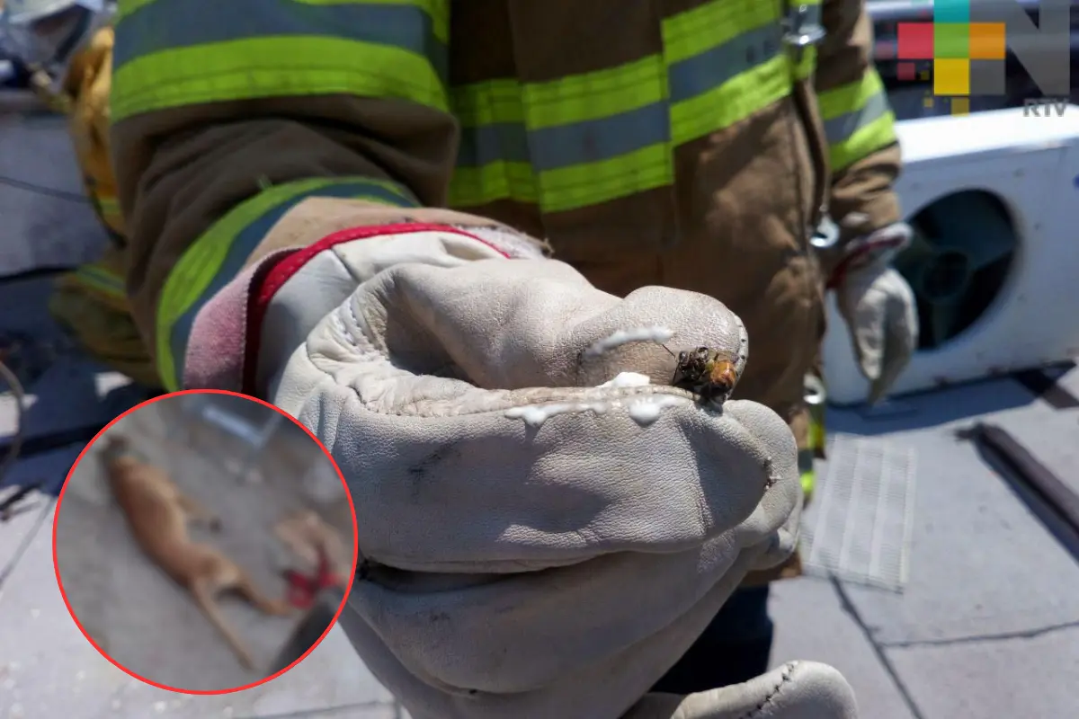 Muere “lomito” al ser atacado por colmena de abejas; autoridades alertan por enjambres