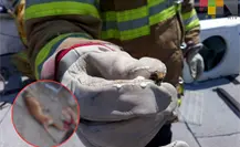 Muere “lomito” al ser atacado por colmena de abejas; autoridades alertan por enjambres