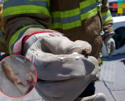 Muere "lomito" al ser atacado por colmena de abejas; autoridades alertan por enjambres