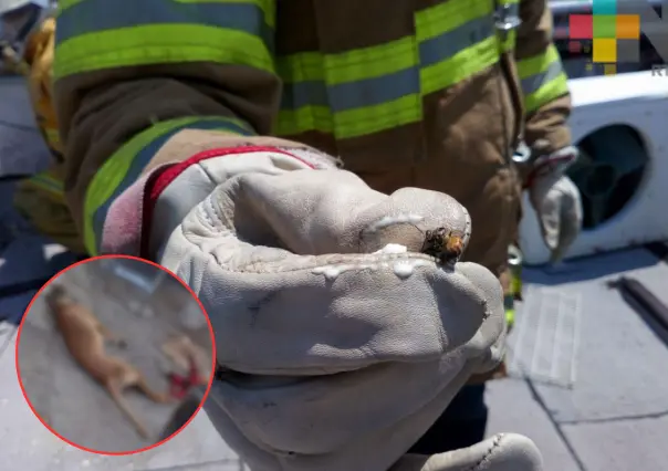 Muere "lomito" al ser atacado por colmena de abejas; autoridades alertan por enjambres