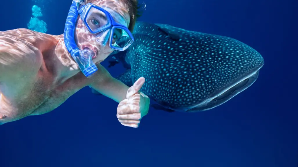 Esta es la mejor temporada para nadar con tiburones ballena en Quintana Roo