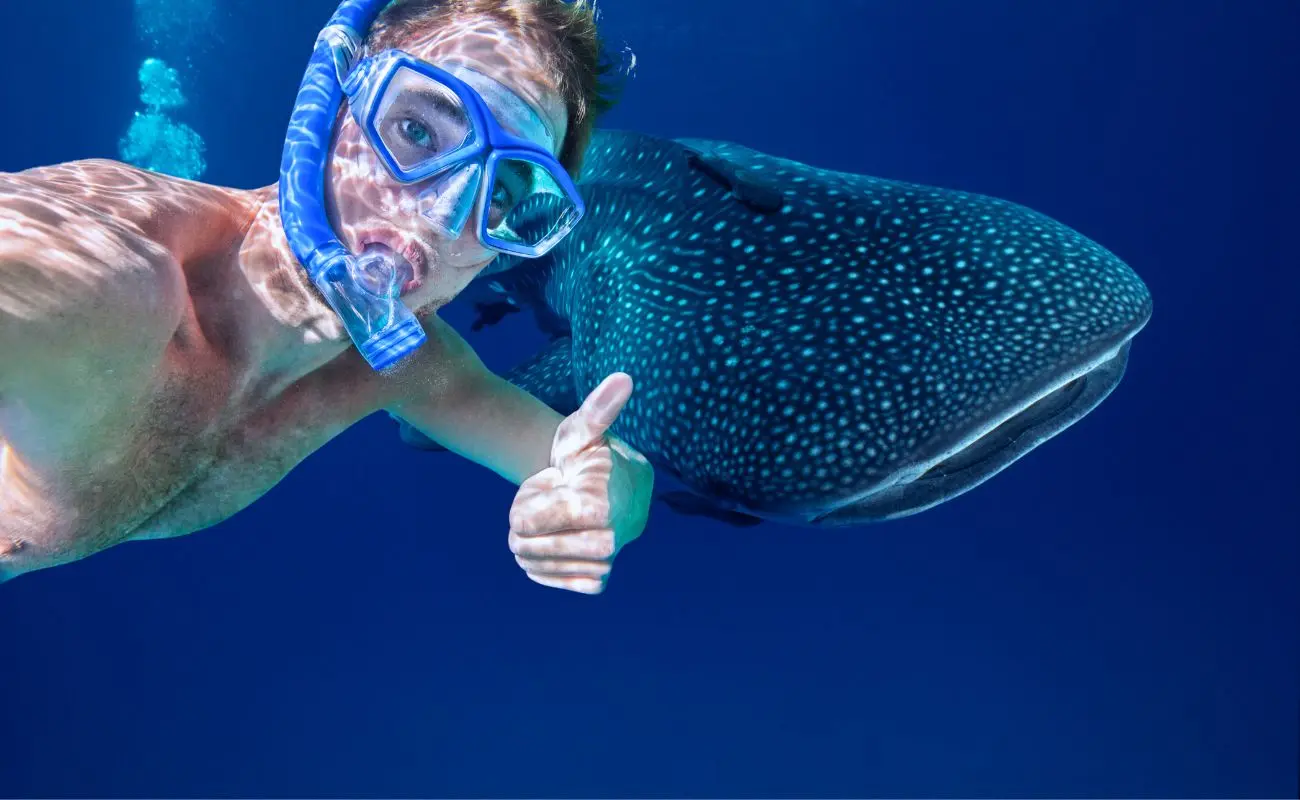 ¿Cuándo es la mejor temporada para ver tiburones ballena en Quintana Roo? Foto: Canva