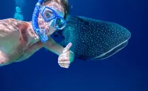 Esta es la mejor temporada para nadar con tiburones ballena en Quintana Roo
