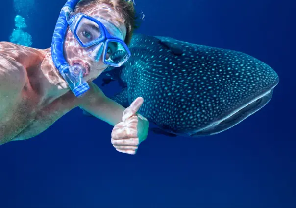 Esta es la mejor temporada para nadar con tiburones ballena en Quintana Roo