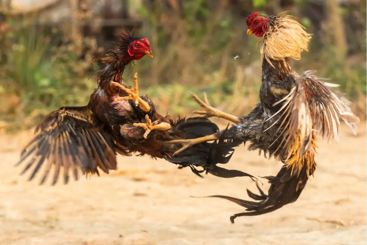 Pelea de gallos en viesca. Foto de canva.