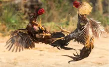 Prohibidas pero activas: denuncian peleas de gallos y violencia en estadio de Viesca, Coahuila