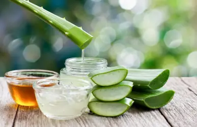 3 beneficios que no conocías de la sábila, planta nativa de Coahuila
