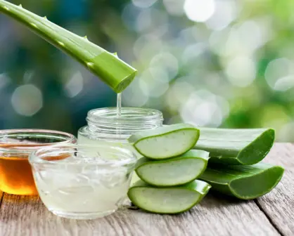 3 beneficios que no conocías de la sábila, planta nativa de Coahuila