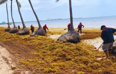 Esto pasa con el sargazo que se retira de Playa del Carmen y Cancún