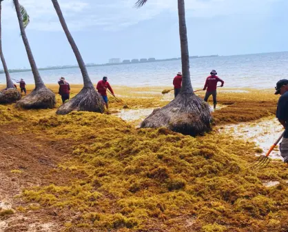 Esto pasa con el sargazo que se retira de Playa del Carmen y Cancún