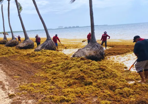 Esto pasa con el sargazo que se retira de Playa del Carmen y Cancún