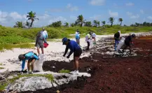 Temporada de sargazo 2025: lo que debes saber antes de viajar a la Riviera Maya