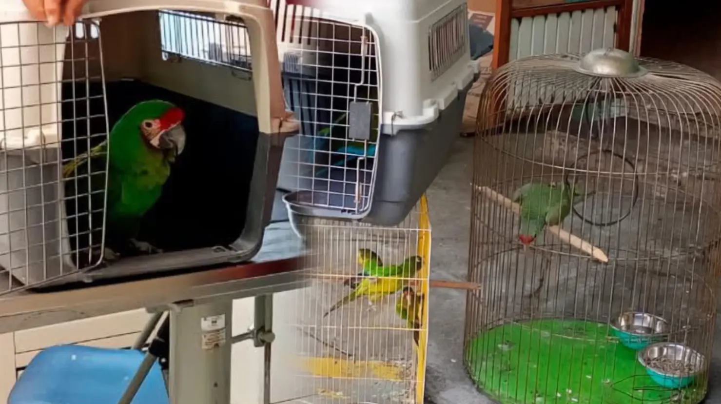 Foto: Jesús Carrillo | La venta ilegal de animales se está volviendo un problema recurrente.