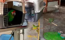 Continúa la venta ilegal de animales: estos son los lugares detectados