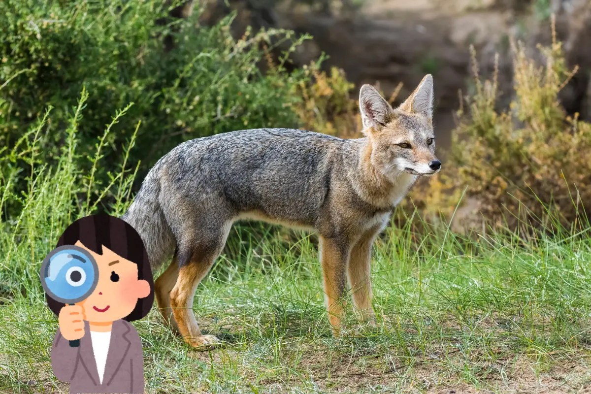 Esta especie se adapta a varios ecosistemas y se encuentra en Durango. Foto: Especial.
