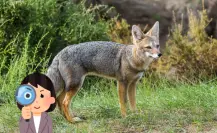 El animal nativo de Durango que algunos confunden con los coyotes, ¿lo has visto?
