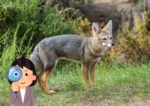 El animal nativo de Durango que algunos confunden con los coyotes, ¿lo has visto?