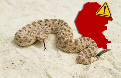 Alerta por víboras y alacranes en Acuña: ¿qué hacer, según Protección Civil? 