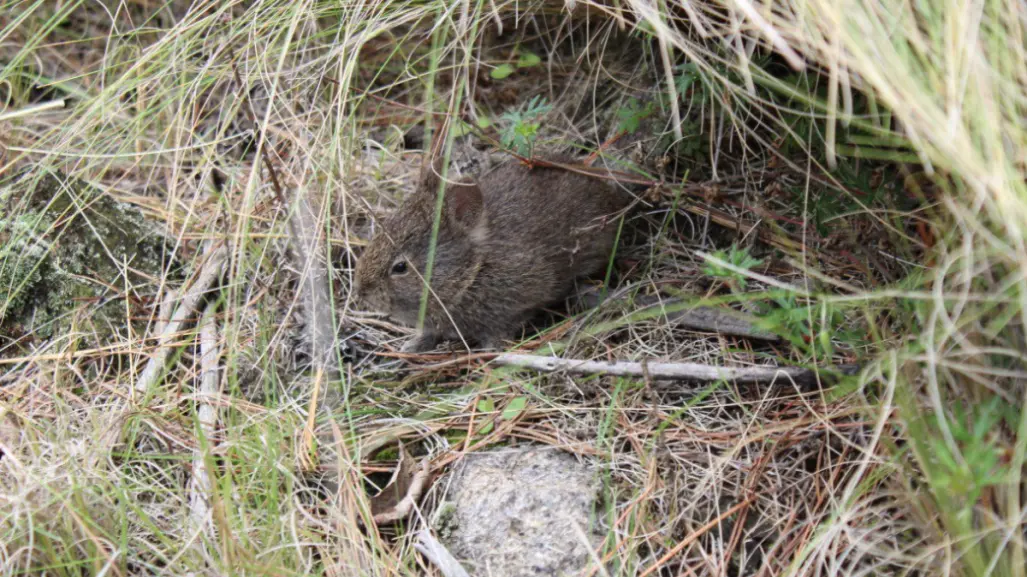 Este es el animal nativo de Tlaxcala que es adorable y está en peligro de extinción