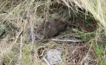 Este es el animal nativo de Tlaxcala que es adorable y está en peligro de extinción
