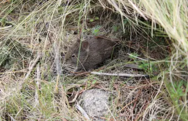 Este es el animal nativo de Tlaxcala que es adorable y está en peligro de extinción