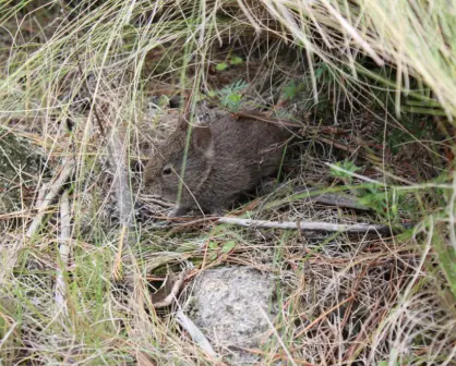 Este es el animal nativo de Tlaxcala que es adorable y está en peligro de extinción