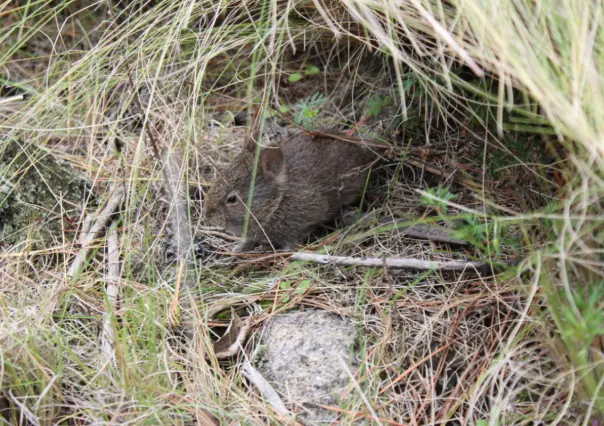 Este es el animal nativo de Tlaxcala que es adorable y está en peligro de extinción