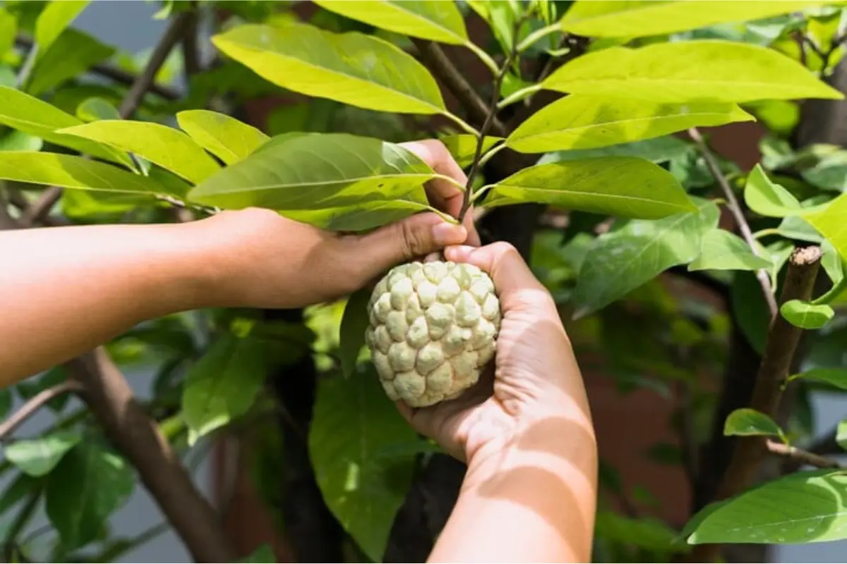 La hannona, anona o chirimoya es un fruto tamaulipeco con importantes propiedades para la salud, principalmente la digestiva.