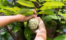 El exótico fruto nativo de Tamaulipas que ayuda a bajar de peso