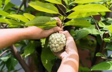 El exótico fruto nativo de Tamaulipas que ayuda a bajar de peso