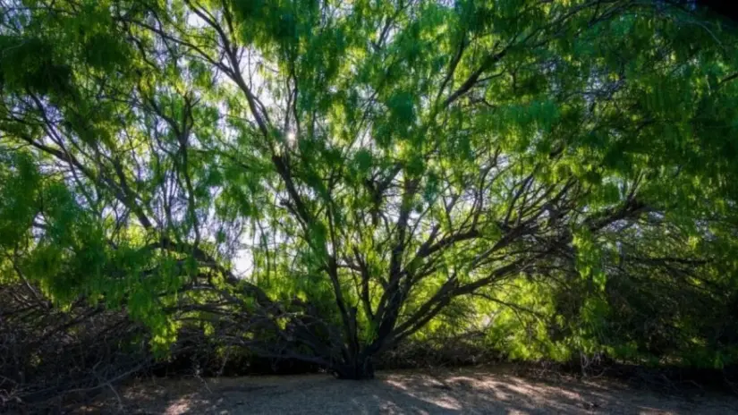 Foto: Mundo Verde