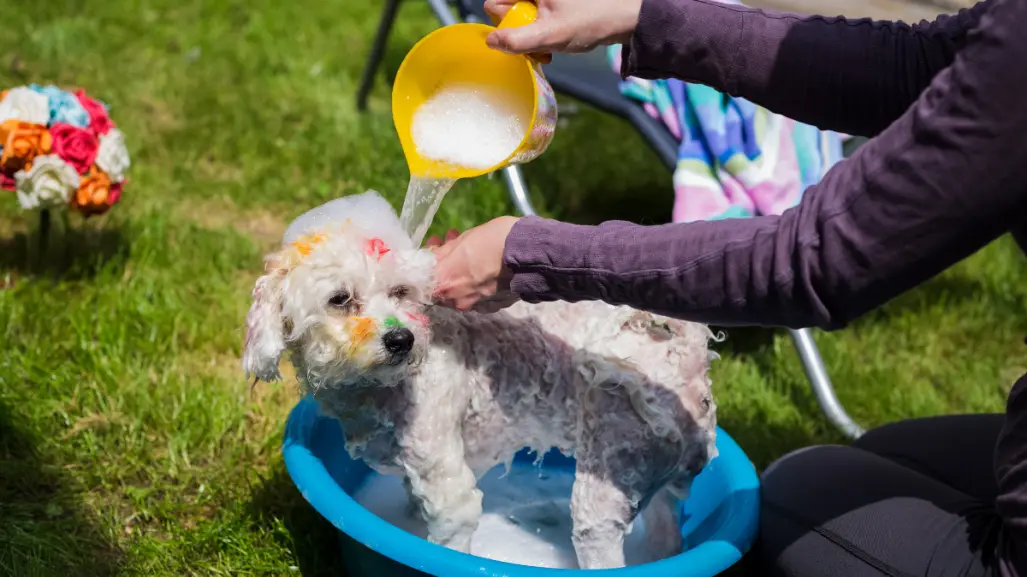 ¿Con qué frecuencia debes bañar a tu lomito? Esto dicen los expertos