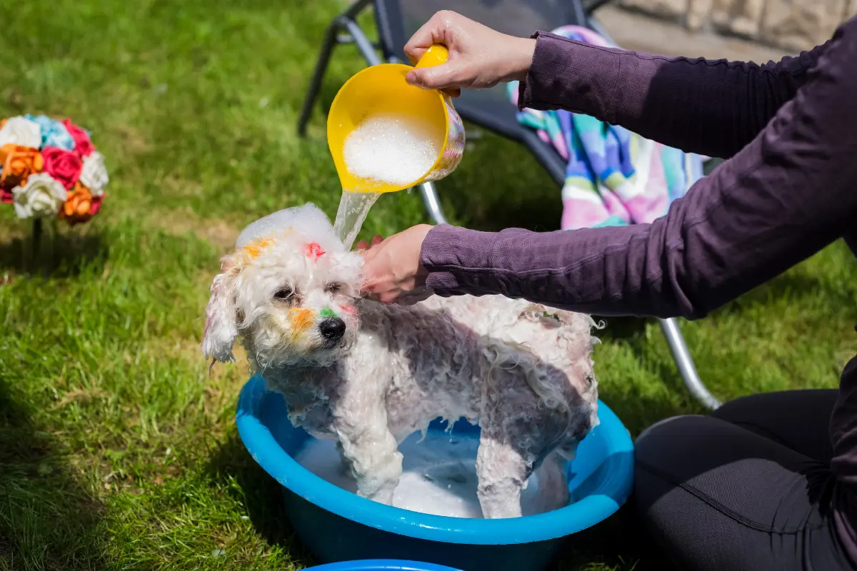 Los perritos no deben bañarse diariamente porque su piel se reseca. Foto: Canva