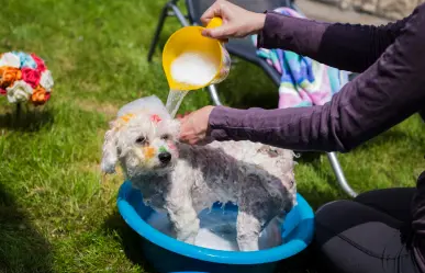 ¿Con qué frecuencia debes bañar a tu lomito? Esto dicen los expertos