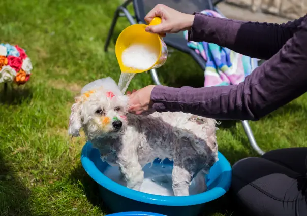 ¿Con qué frecuencia debes bañar a tu lomito? Esto dicen los expertos