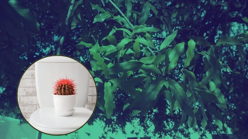 Conoce la planta nativa de Nuevo León que te ayuda a tratar con las hemorroides